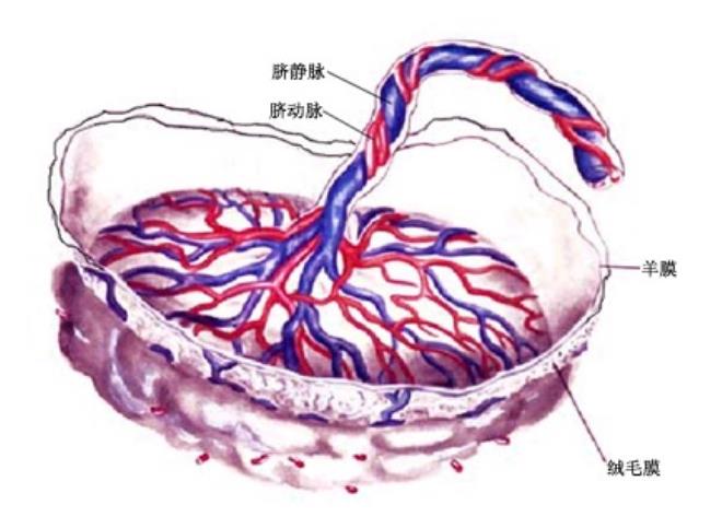 胎盘，你认识不？胎盘可以用来滋补抗衰老？