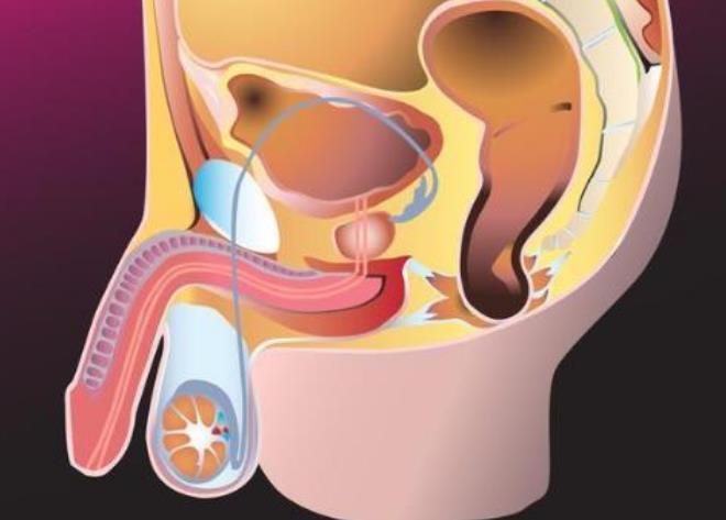 隐睾影响生育能力吗？添“男丁”后不要忘了摸摸孩子的睾丸