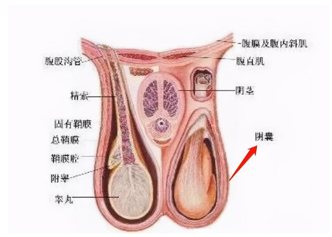 阴囊潮湿