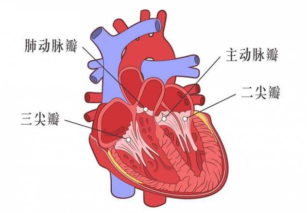 瓣膜手术