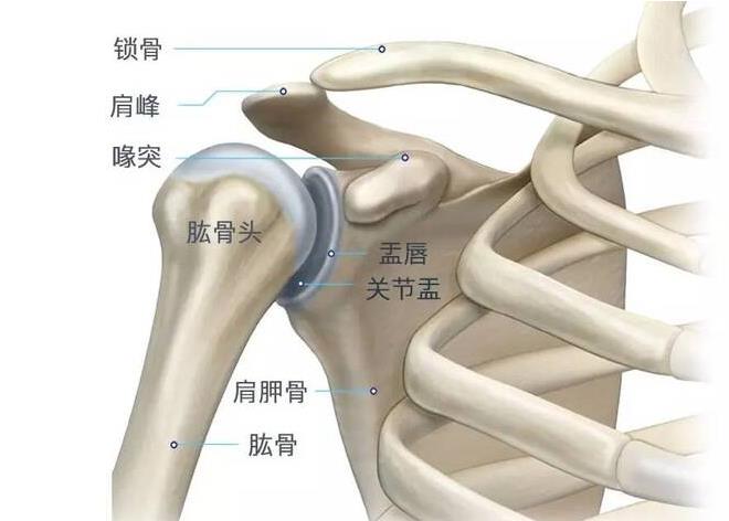 肩关节脱位