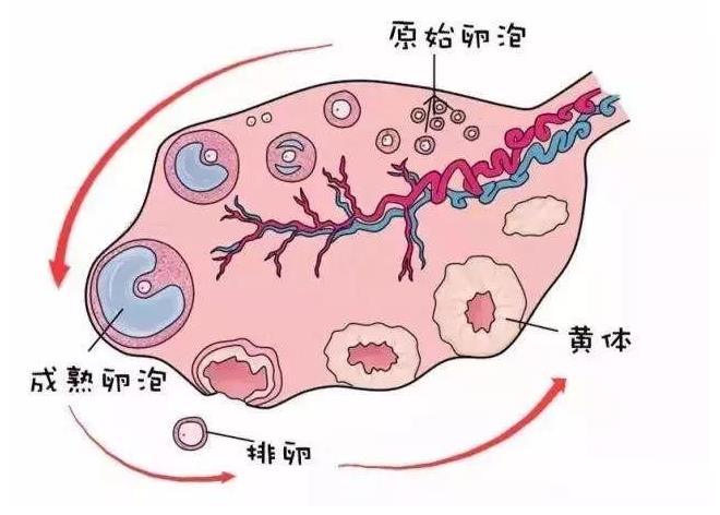 黄体破裂