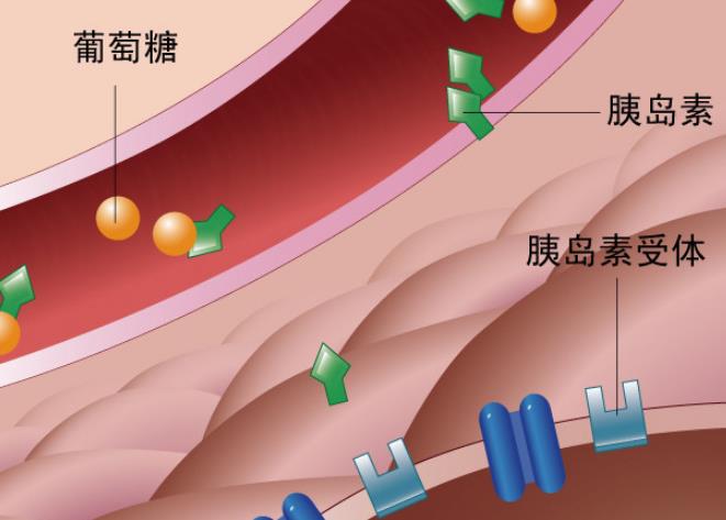 胰岛素