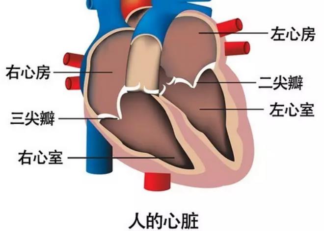 心脏