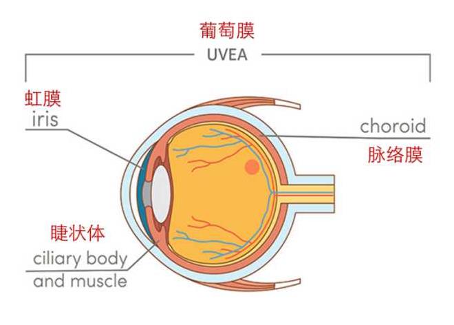 葡萄膜炎