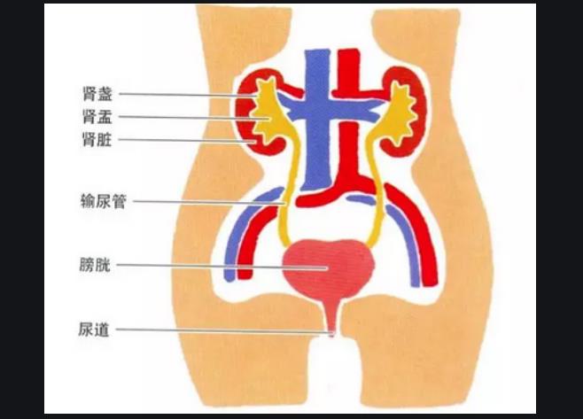 尿路感染