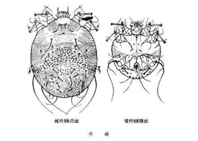 螨虫