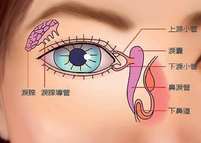 泪道图解图片