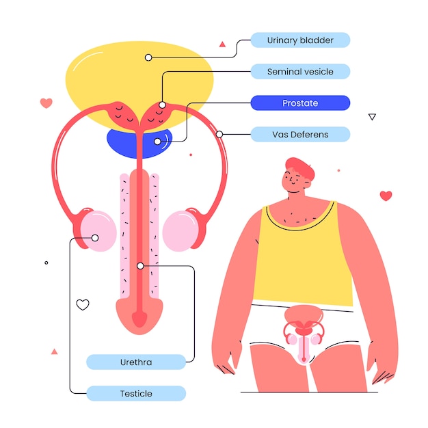 Hand drawn sex education infographic